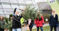 Die Erste Hessische FFH Weihnachtsbaum Weitwurf Weltmeisterschaft Wurf